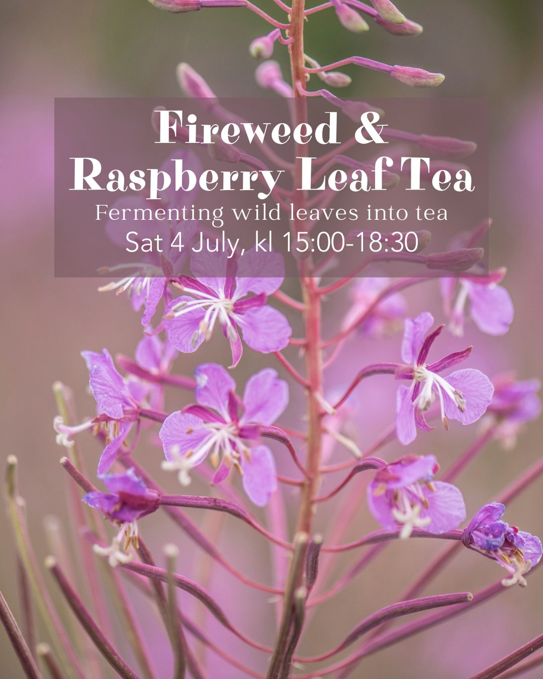 Fermenting wild leaves into tea - Sat 4 July