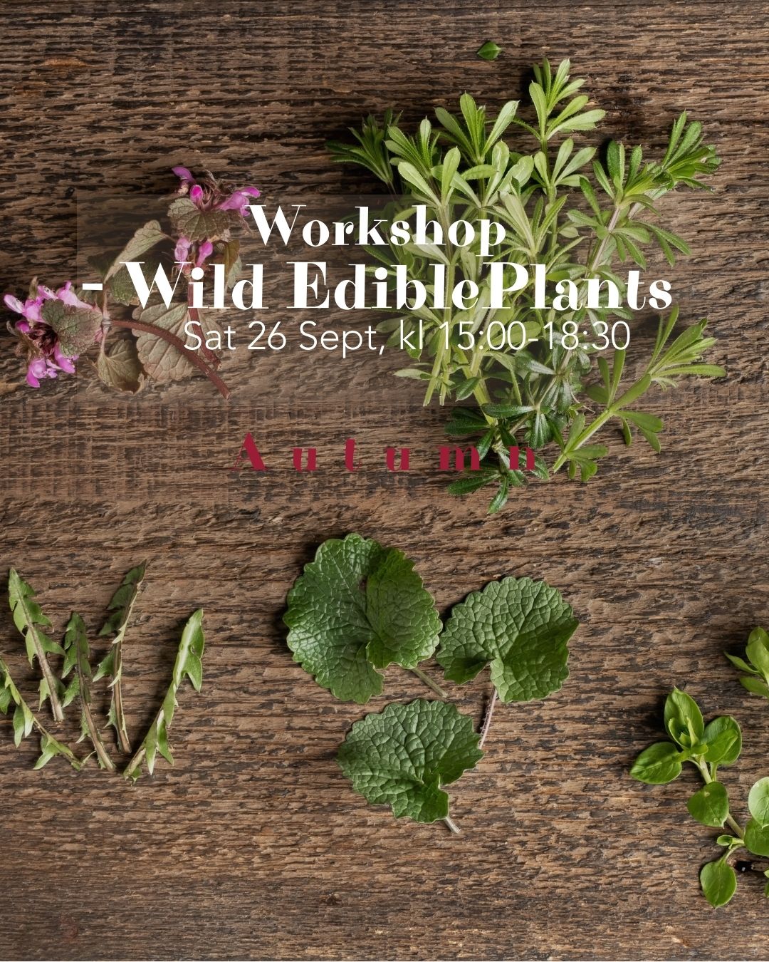 Wild edible plants workshop - Sat 26 Sept